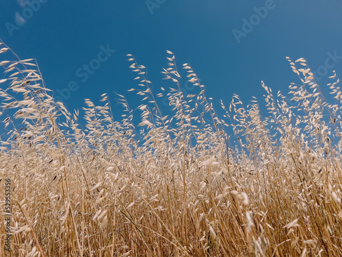 Dry grass over the blue sky