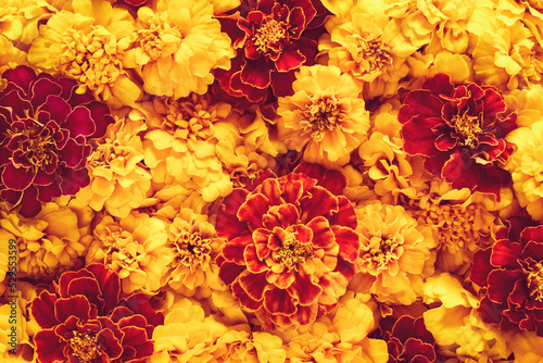 Marigold flowers texture, holiday decoration, orange and red marigolds background