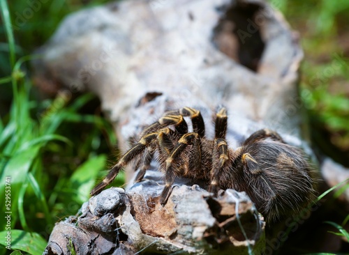A large brown spider perched on a log.