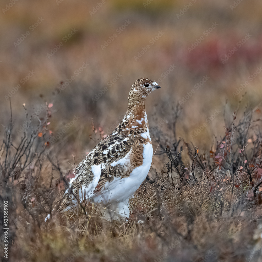 Willow Ptarmigan, Lagopus lagopus, bird in the tundra in Yukon, Canada
