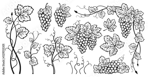 Murais de parede Grape bunches vine and leaves ink sketch set