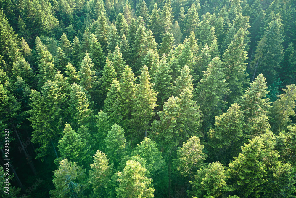 Fototapeta Aerial view of green pine forest with dark spruce trees. Nothern woodland scenery from above