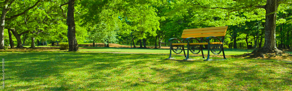 Fototapeta premium park bench