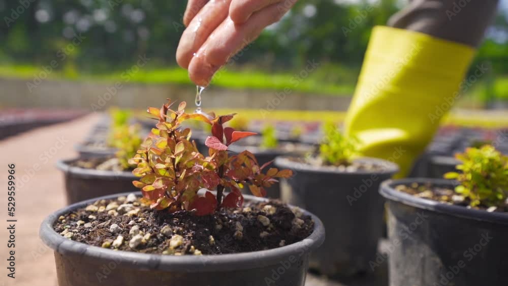 Flower seedling watered in slow motion.
A person who waters a seedling with his hands.
Flower seedling watered in slow motion.
A person who waters a seedling with his hands.