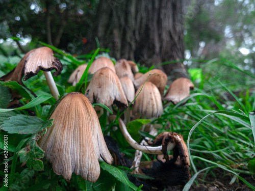 mushrooms in the forest