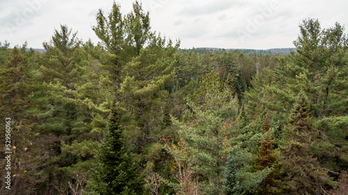 trees in the forest