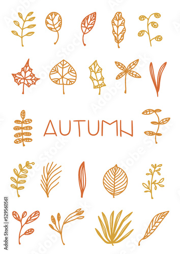 autumn leaves illustrations