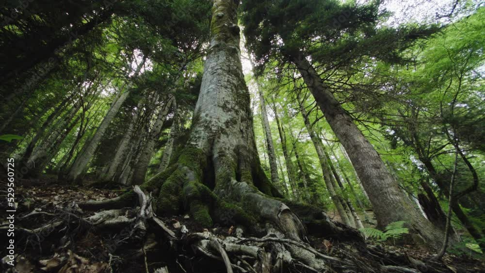 Bottom view of tall old tree in Europien forest. View of tops of pine trees in summer forest from the ground. Bottom View Wide Angle Background. Huge root system