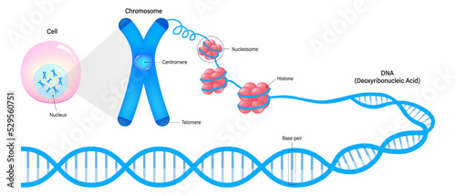 Diagram of Cell, Chromosome, Histone and DNA. Genome sequence. Deoxyribonucleic acid structure. Vectors for the study of genetics. photo