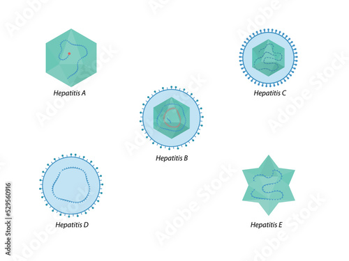 Hepatitis viruses of liver. Structure of hepatitis A, B, C, D, E viruses