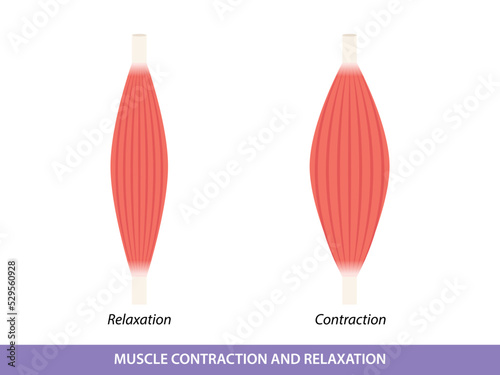 Muscle Contraction and Relaxation illustration