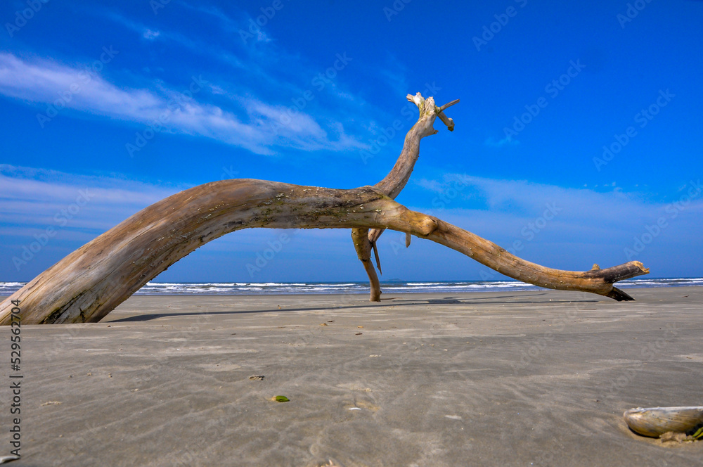Pedaço de tronco de árvore na areia do mar com céu azul ao fundo, Ilha do Cardoso, Cananéia, São Paulo, Brasil