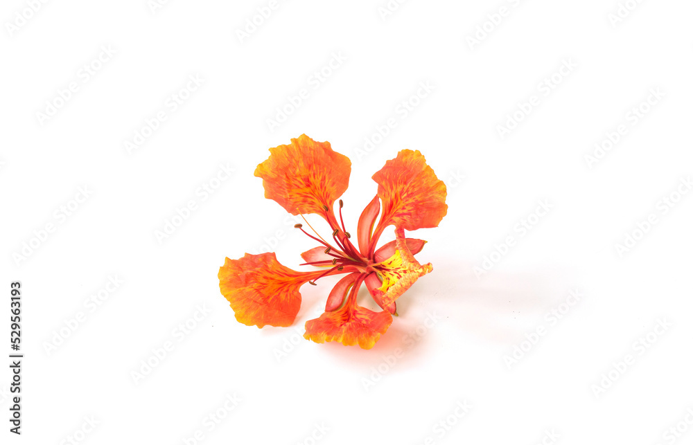 Caesalpinia pulcherrima flower on white background. Caesalpinia pulcherrima flower on white background.