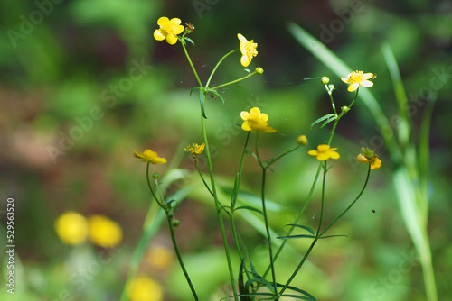 Forest flowers close-up 
