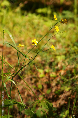 Forest flowers close-up 
