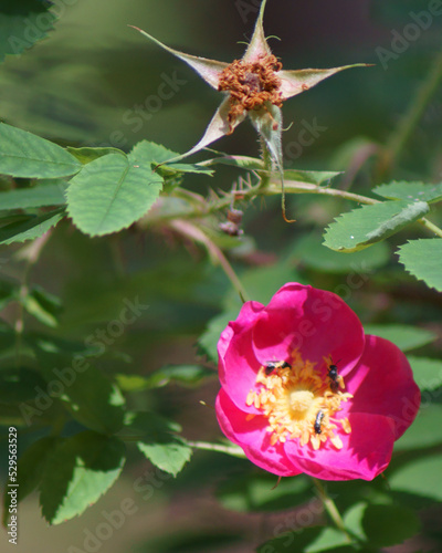 Forest flowers close-up 
