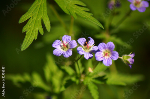 Forest flowers close-up 
