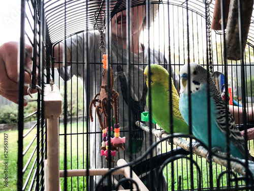 Young boy looking into bird cage with two budgerigar inside