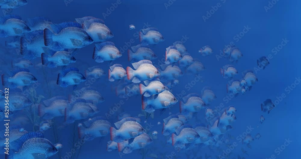 Flocks of fish swim in groups, the underwater circle is shining down. Lots of tilapia Swim in groups or in groups. Naturally, underwater, herds of fish are fed for food. 3D Rendering. Flocks of fish swim in groups, the underwater circle is shining down. Lots of tilapia Swim in groups or in groups. Naturally, underwater, herds of fish are fed for food. 3D Rendering.
