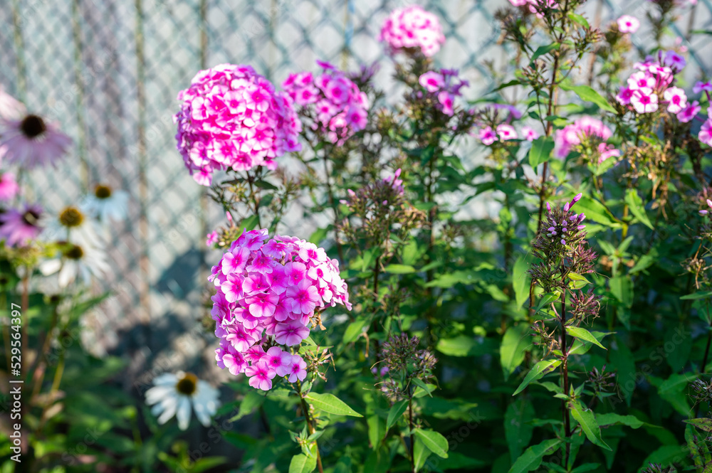 Obraz premium purple and pink flowers in the summer time green leafs and grass outdoors summer time