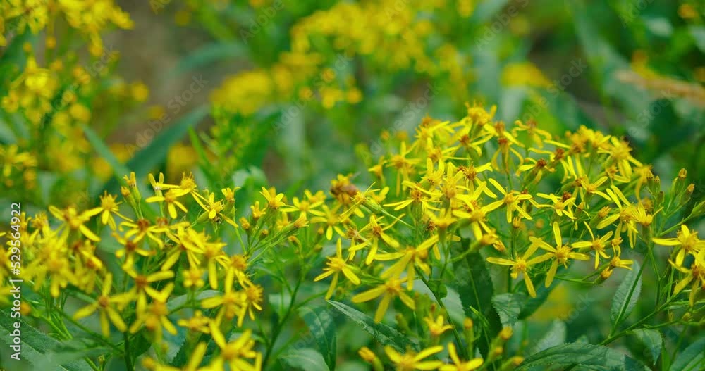 Wood ragwort, senecio ovatus. Insects living in nature. Ecosystem. Central Europe, Germany. Honey bee wasp pollinate flower in the forest. Close-up wildlife. Yellow flowers bush.