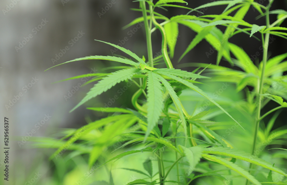 Fototapeta premium Snake on cannabis tree in local farm of organic herbal tree farm