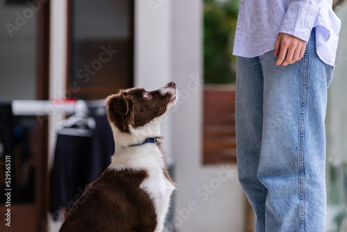 obedient dog being trained