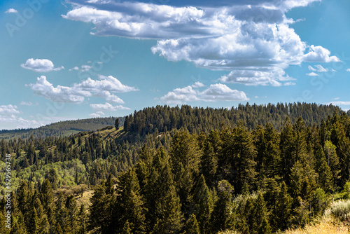 Bear Lake Trees in Utah