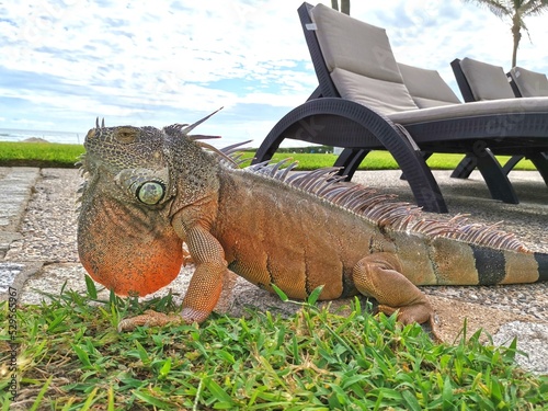 Iguana libre en jardin de hotel cerca de la playa al lado de camastros photo