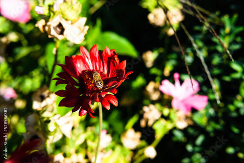 Busy bee in the red flower