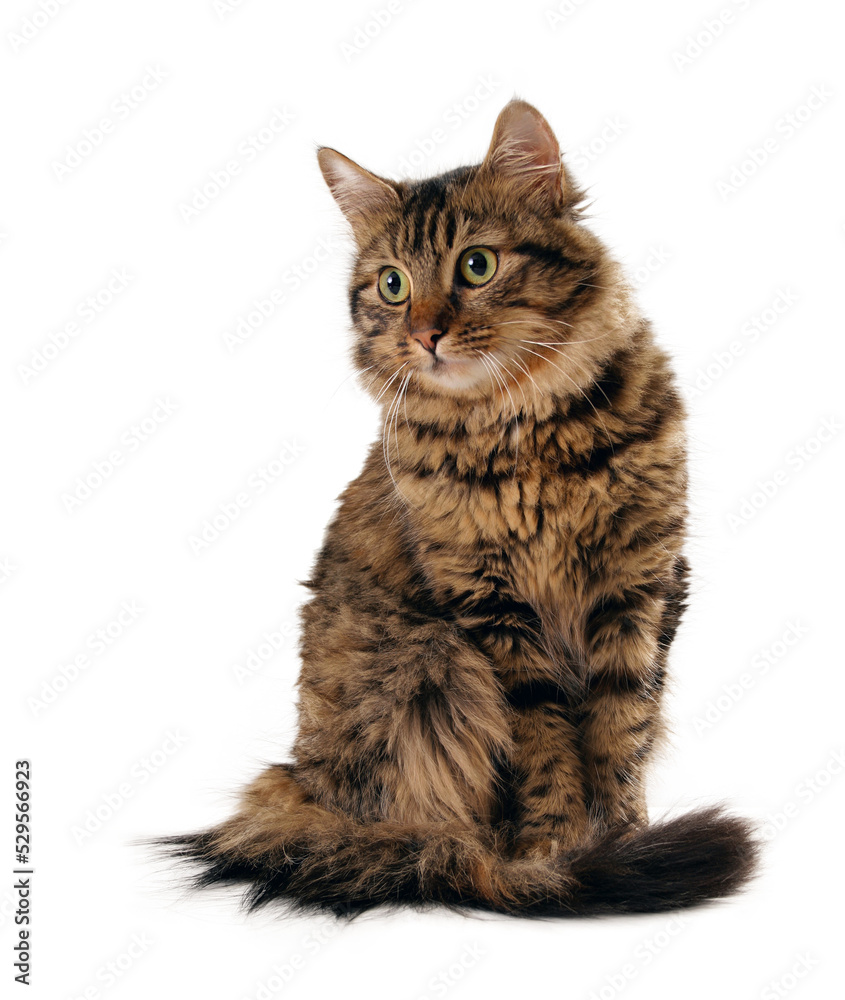 Scarred long hair cat isolated,  PNG file - obrazy, fototapety, plakaty 