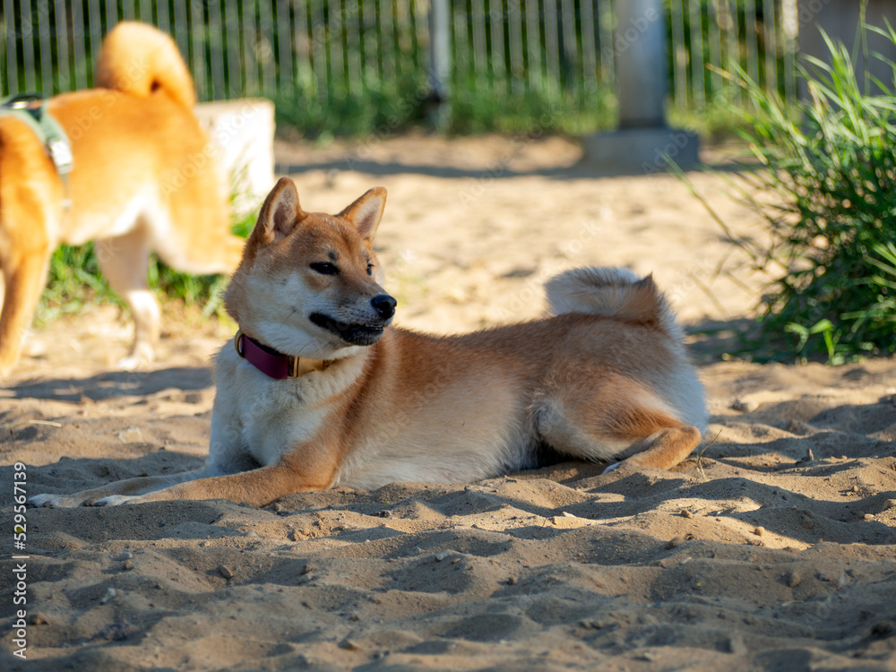 Shiba Inu plays on the dog playground in the park. Cute dog of shiba inu breed walking at nature in summer. walking outside. Shiba Inu plays on the dog playground in the park. Cute dog of shiba inu breed walking at nature in summer. walking outside.