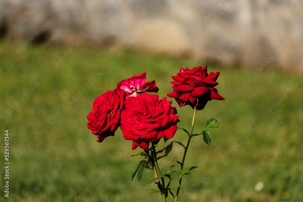 Obraz premium Beautiful red roses bloom on a green lawn.