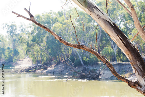 Murray river with red gum bark framing shot photo