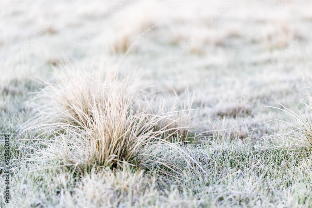 tussocks of grass on frosty morning tussocks of grass on frosty morning