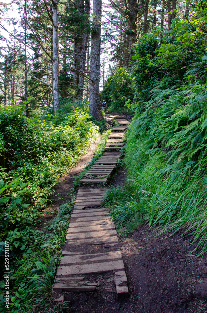 Obraz premium path in the forest