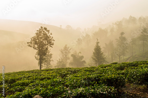 Morning mist over hillside in a tea plantation adding a scenic beaty to the nature