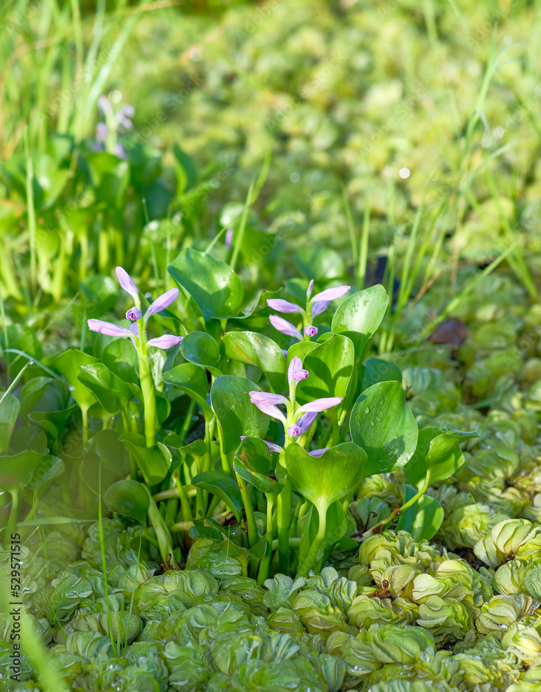 Pontederia crassipes also known as common water hyacinth. Pontederia crassipes also known as common water hyacinth.