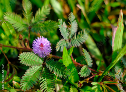 Mimosa pudica also known as shameplant.