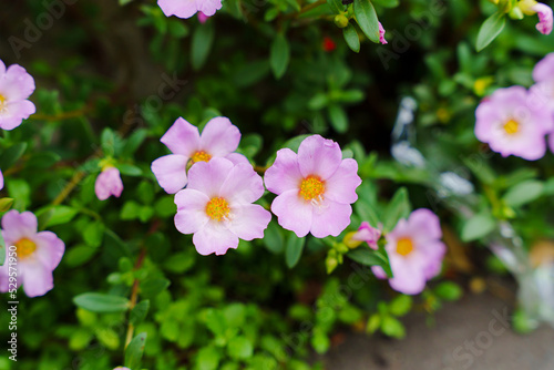 道端のピンクのポーチュラカ