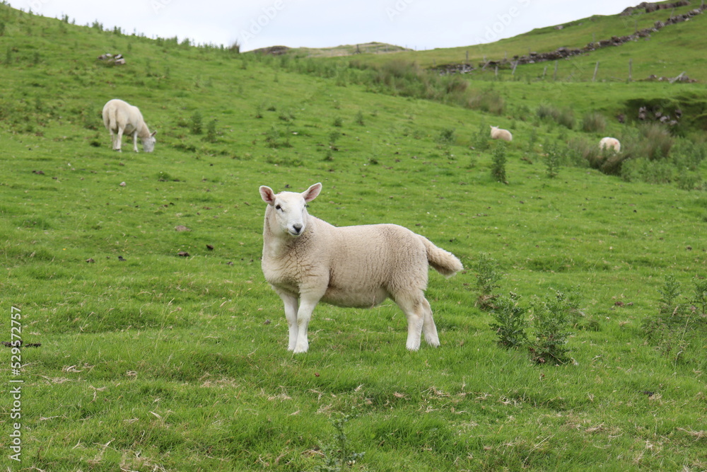Fototapeta premium Sheep in a Scottish field