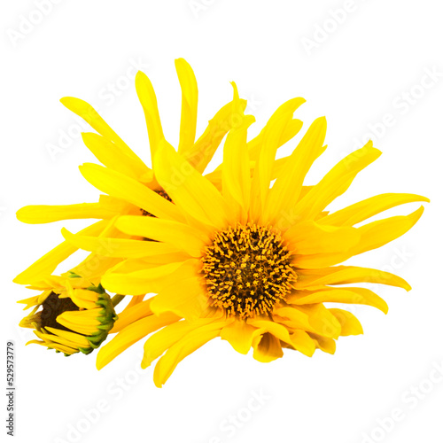 Yellow flowers isolated on white background