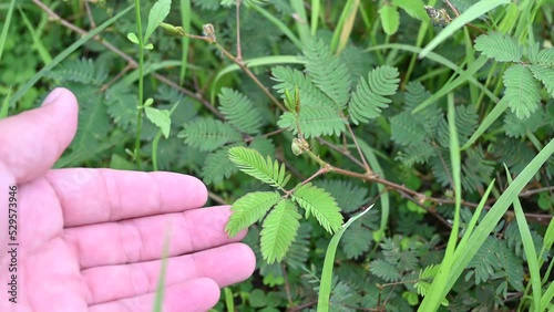 Mimosa pudica or sensitive plant collapsed after being touched by man's finger in nature.