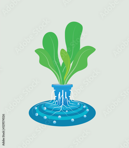 Hydroponic concept of root absorbing water and nutrients. Growing vegetable vector. Urban farming, modern farming. Nutrient film technique