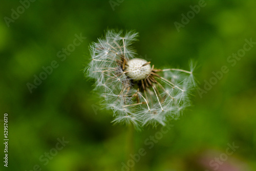 pair of pretty dandelion puffs