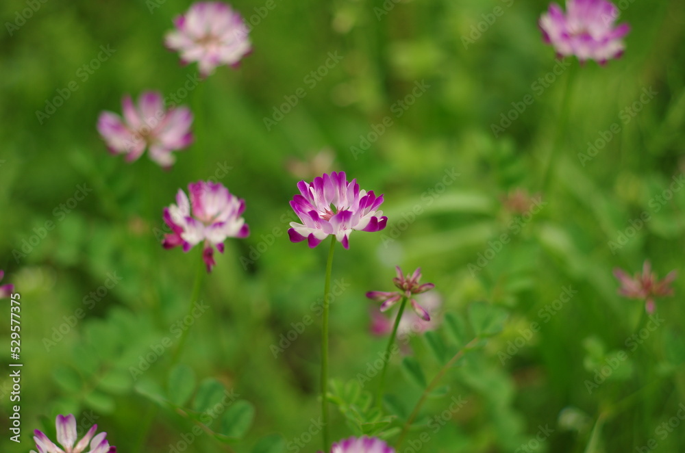Renge (Astragalus sinicus), an annual herb classified in the family Fabaceae, genus Renge Renge (Astragalus sinicus), an annual herb classified in the family Fabaceae, genus Renge