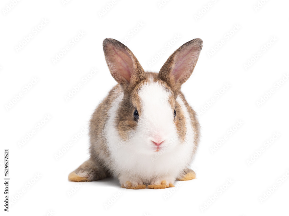 Front view of cute baby rabbit sitting isolated on white background. Lovely action of young rabbit. Front view of cute baby rabbit sitting isolated on white background. Lovely action of young rabbit.
