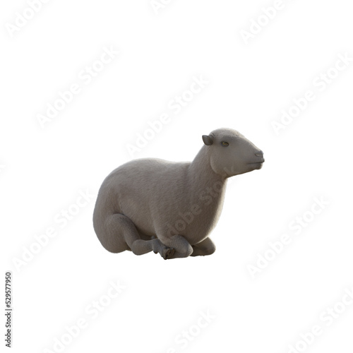 Sheep photorealistic in different poses on transparent background. 3D rendering illustration.