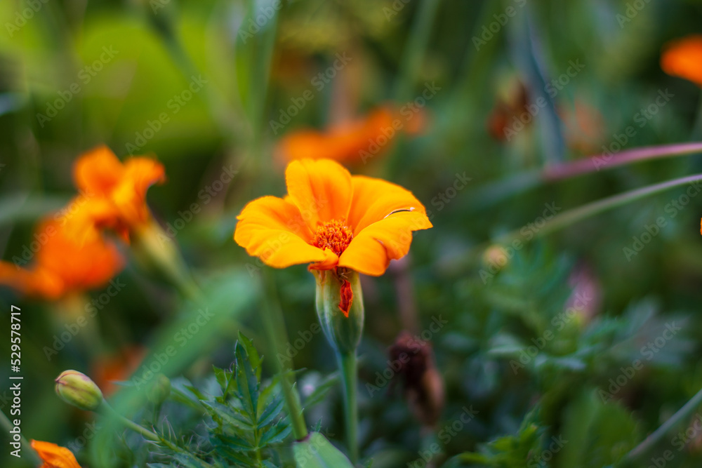 Obraz premium the gorgeous little petite marigold in the sunlight