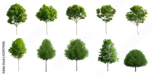 Collection Beautiful 3D Trees Isolated on PNGs transparent background   Use for visualization in architectural design or garden decorate 